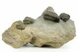 Cluster of Five Crotalocephalina & Reedops - Atchana, Morocco #372408-1
